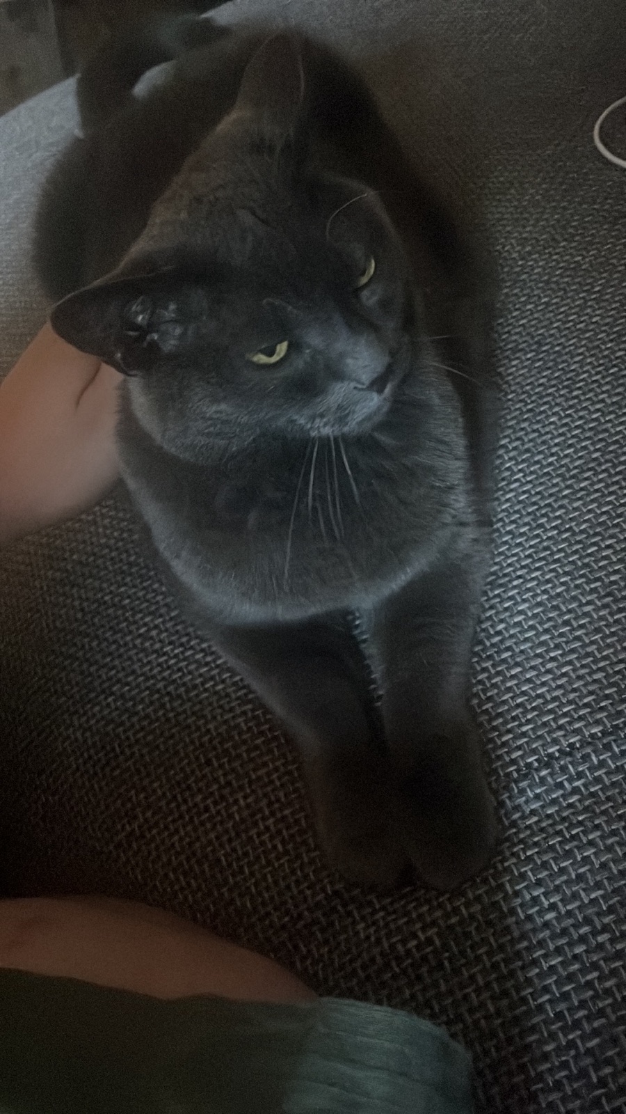 Minka, a grey cat with pale green eyes, reclining against a person's arm on a woven couch in low evening light, one eye half-closed, looking away from the camera with an expression of complete administrative indifference.