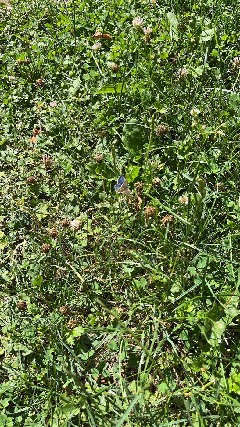 A close photograph looking straight down into a sunlit summer meadow: dense grass, clover leaves, white and pink clover flowers, plantain seed heads and a few dried brown blooms. In the middle of the frame a small butterfly with pale violet-blue wings sits open on a stem, entirely still.