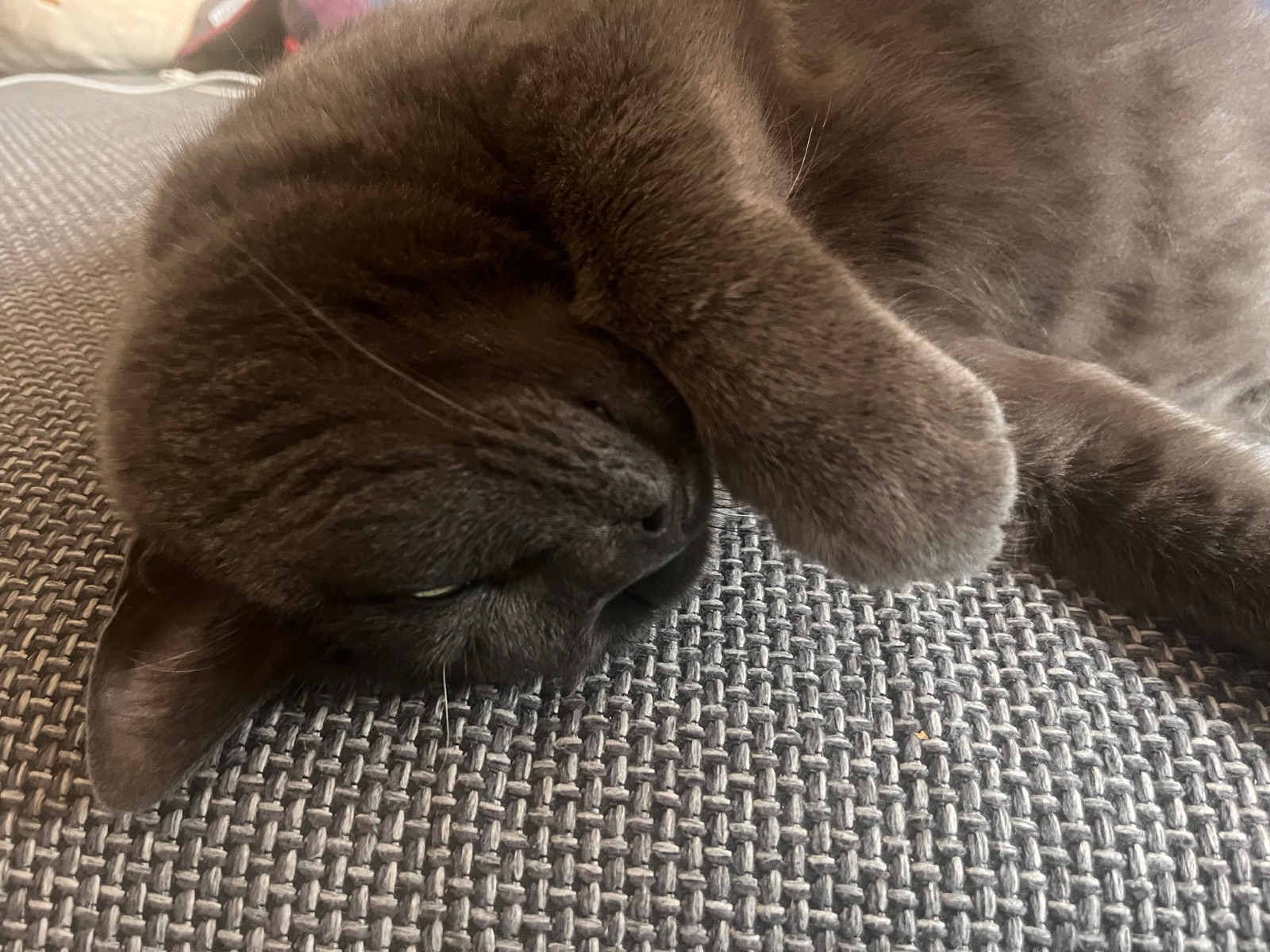 A close photograph of a dark grey-brown cat asleep on her side on a woven grey sofa, one front paw folded up over her eyes and forehead, nose and whiskers pressed into the fabric, entirely relaxed.